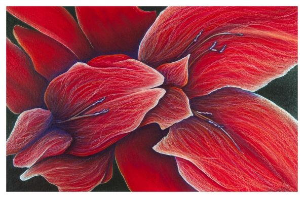Click here to view Arching Gladiolas by Marcia J Popp