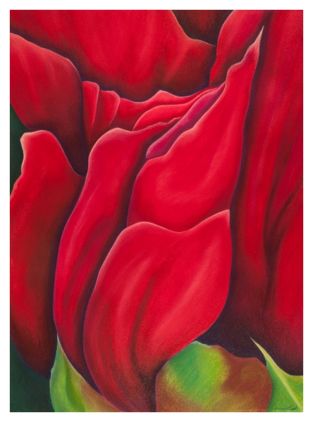 Click here to view Desert Red Blossom by Marcia J Popp