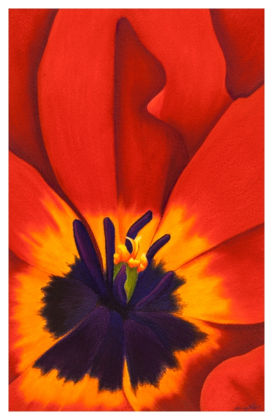 Click here to view Black-Eyed Scarlet by Marcia J Popp