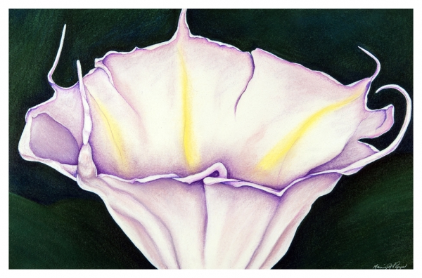 Click here to view Datura by Marcia J Popp