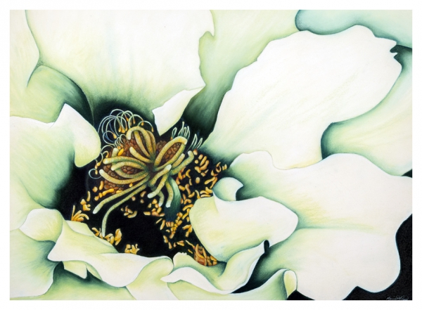 Click here to view Queen of the NIght by Marcia J Popp