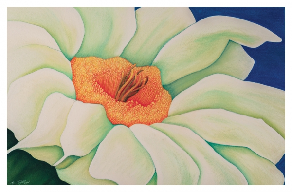 Click here to view Saguaro Blossom by Marcia J Popp