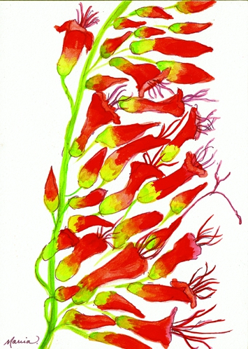 Click here to view Ocotillo by Marcia J Popp
