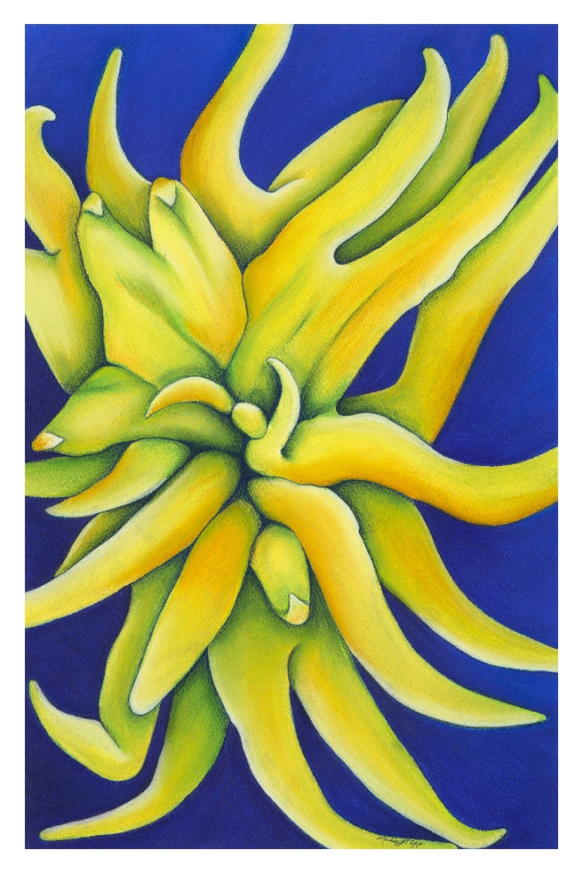 Click here to view Buddha's Hand by Marcia J Popp