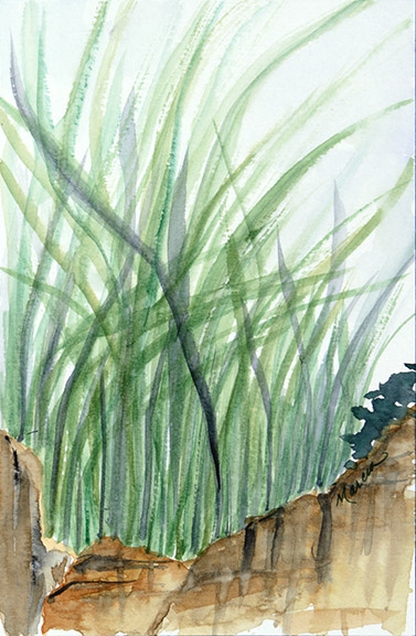 Click here to view Reeds by Marcia J Popp
