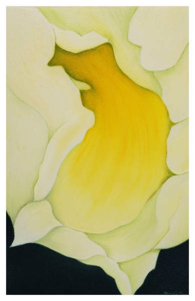 Click here to view Yellow Iris by Marcia J Popp