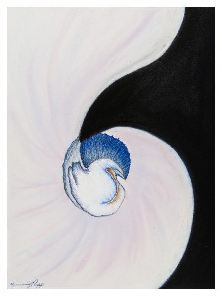 Click here to view Nautilus III by Marcia J Popp