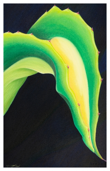 Click here to view Variegated Agave by Marcia J Popp