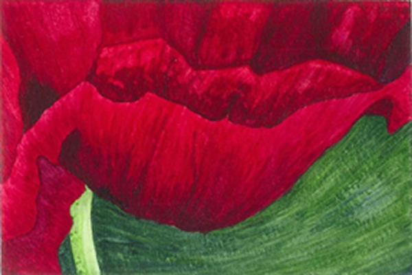 Click here to view Ruby Poppy by Marcia J Popp