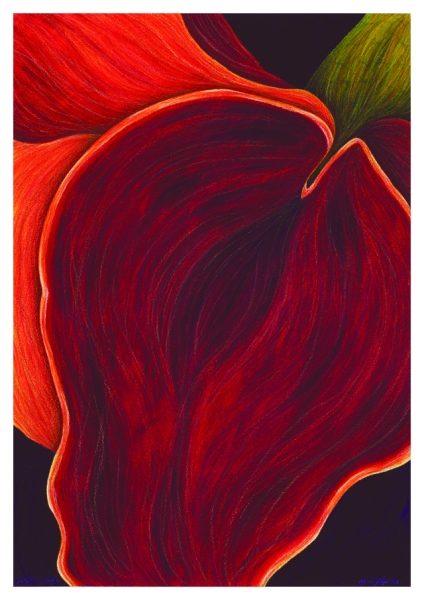 Click here to view Astral Coneflower by Marcia J Popp