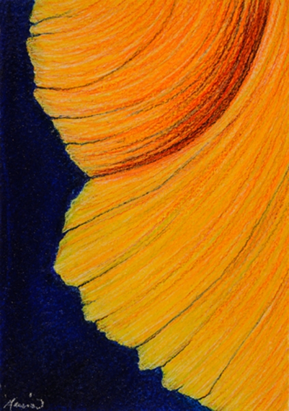 Click here to view Study for Caliifornia Poppy by Marcia J Popp